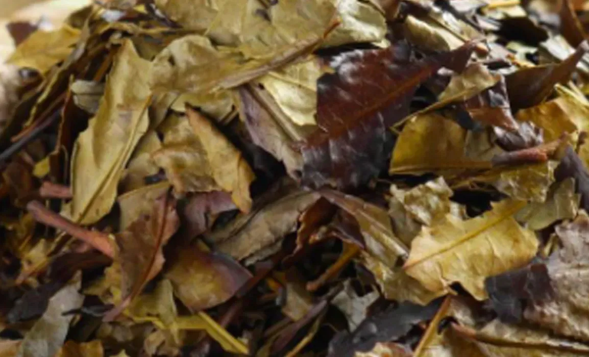 Kyobancha, the Winter Warmer Japanese Green Tea