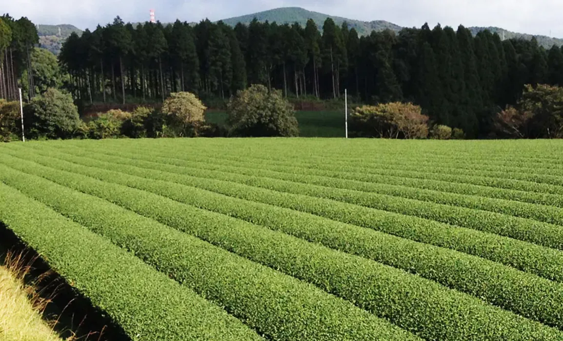 Shining the Spotlight on Great Japanese Cultivars