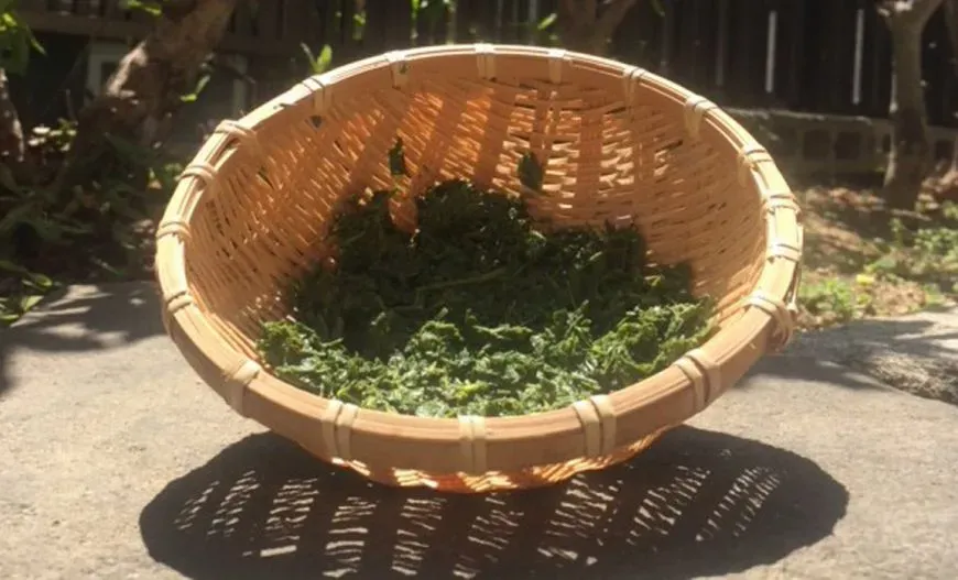 Wacky Uses For Green Tea Leaves